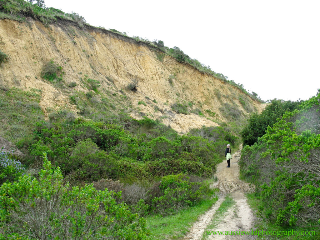 Land slide, El Nino 1998, Drakes Estero Trail
