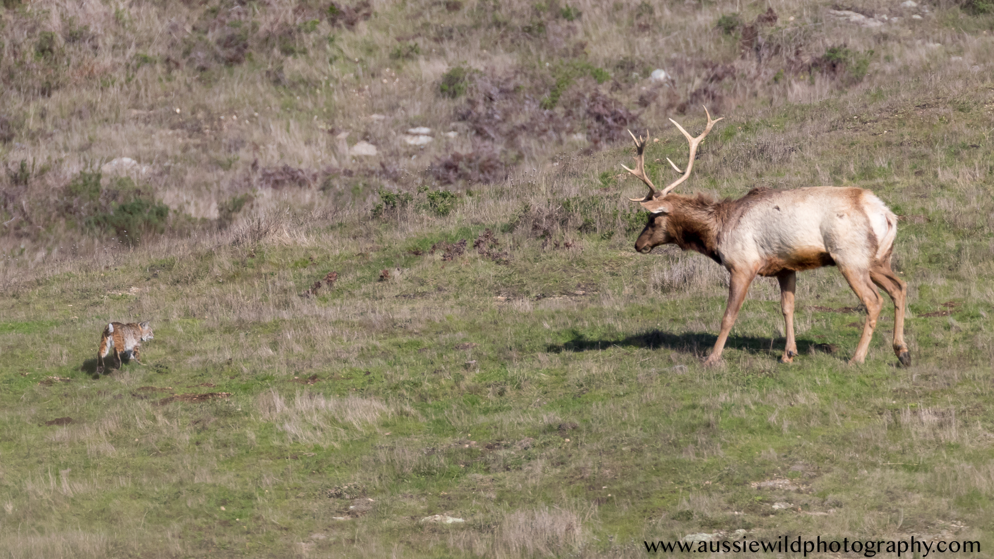 Elk chasing off bobcat