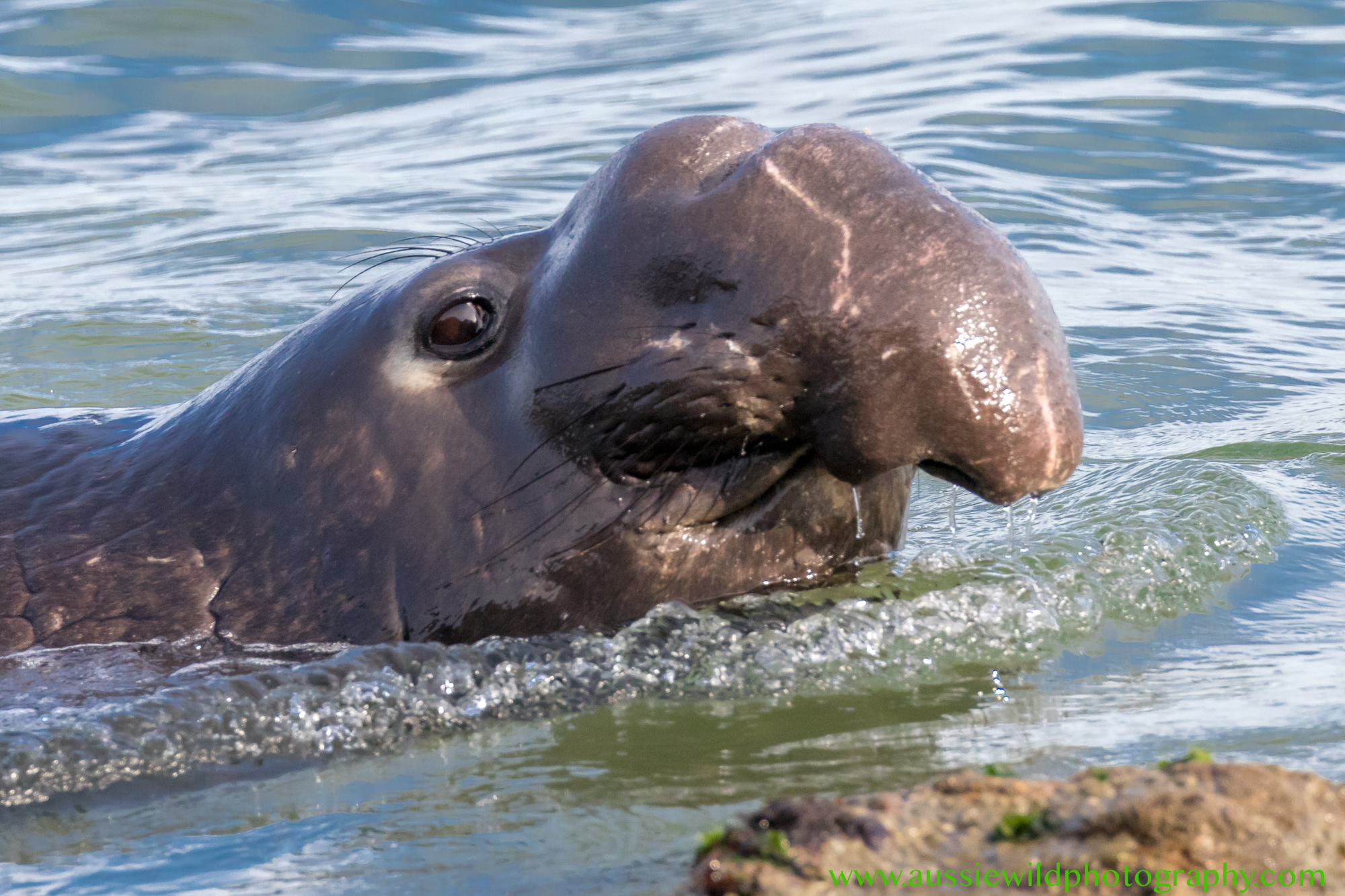 Elephant Seal Look
