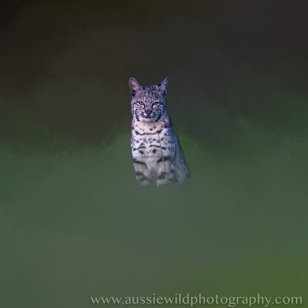 Artistic Bobcat using photoshop