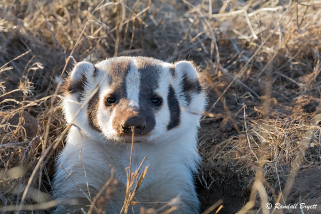 badger