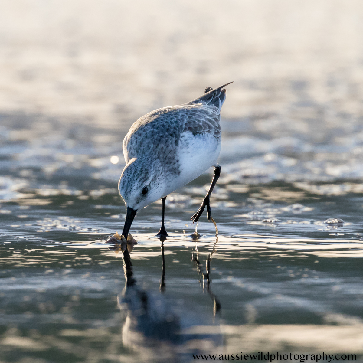 Sanderling catching sealice