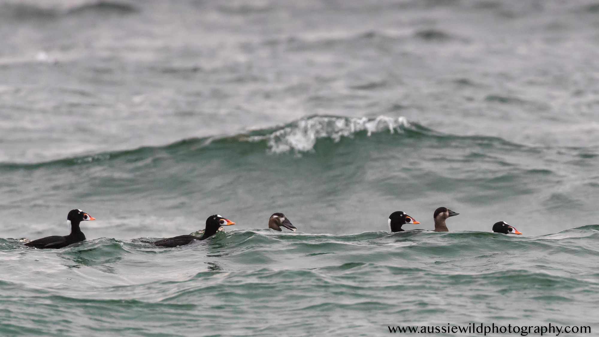 Surf Scooters slipping between swells